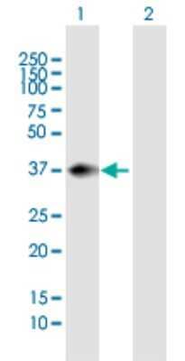 Western Blot: PNMA1 Antibody [H00009240-B01P] - Analysis of PNMA1 expression in transfected 293T cell line by PNMA1 polyclonal antibody.  Lane 1: PNMA1 transfected lysate(38.83 KDa). Lane 2: Non-transfected lysate.