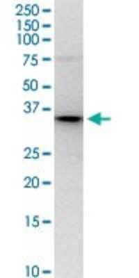 Western Blot: PNMA1 Antibody [H00009240-D01P] - Analysis of PNMA1 expression in IMR-32.