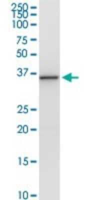 Western Blot: PNMA1 Antibody [H00009240-D01P] - Analysis of PNMA1 expression in mouse testis.