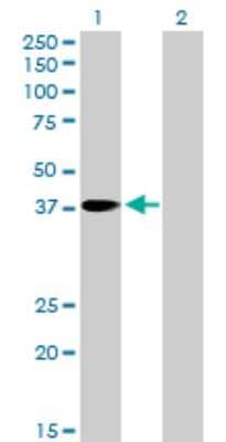 Western Blot: PNMA1 Antibody [H00009240-D01P] - Analysis of PNMA1 expression in transfected 293T cell line by PNMA1 polyclonal antibody.Lane 1: PNMA1 transfected lysate(39.80 KDa).Lane 2: Non-transfected lysate.