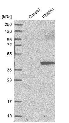Western Blot: PNMA1 Antibody [NBP1-82807] - Analysis in control (vector only transfected HEK293T lysate) and PNMA1 over-expression lysate (Co-expressed with a C-terminal myc-DDK tag (3.1 kDa) in mammalian HEK293T cells).