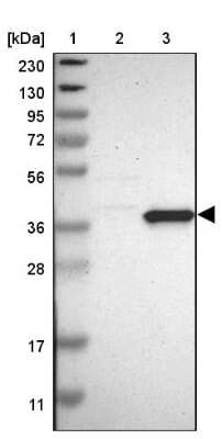 Western Blot: PNMA1 Antibody [NBP1-82808] - Lane 1: Marker  [kDa] 230, 130, 95, 72, 56, 36, 28, 17, 11.  Lane 2: Human cell line RT-4.  Lane 3: Human cell line U-251MG sp