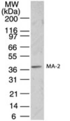 Western Blot: PNMA2 Antibody [NB100-56634] - analysis of Ma2 in SK-N-SH cell lysate using this antibody.