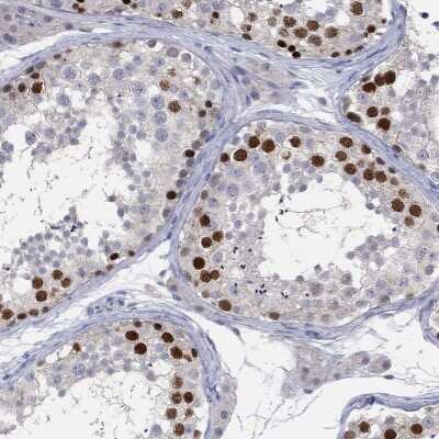 Immunohistochemistry-Paraffin: PNMA5 Antibody [NBP3-17141] - Staining of human testis shows high expression.