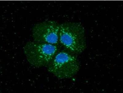 Immunocytochemistry/Immunofluorescence: PNMT Antibody (1C11) [NBP1-97942] - Analysis in Hep3B cells. The secondary antibody (green) was used Alexa Fluor 488. DAPI was stained the cell nucleus (blue).