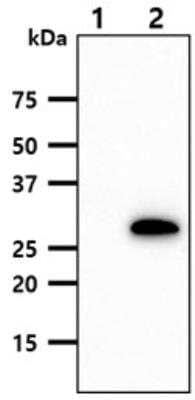 Western Blot: PNMT Antibody (1C11) [NBP1-97942] - Lane 1.: 293T cell lysate Lane 2.: PNMT transfected 293T cell lysate