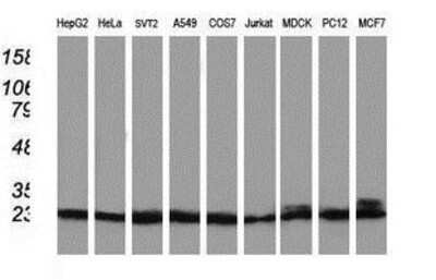 Western Blot: PNMT Antibody (1D2) [NBP2-00688] Analysis of extracts (35ug) from 9 different cell lines by using anti-PNMT monoclonal antibody.