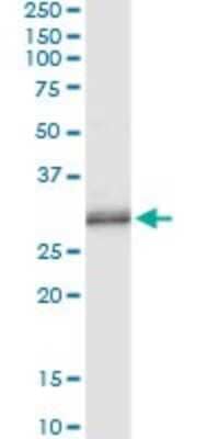 Immunoprecipitation: PNMT Antibody (3G4) [H00005409-M06] - Analysis of PNMT transfected lysate using anti-PNMT monoclonal antibody and Protein A Magnetic Bead, and immunoblotted with PNMT rabbit polyclonal antibody.