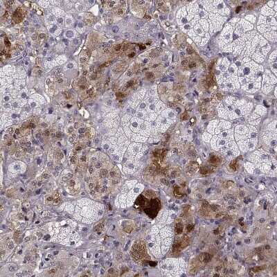 Immunohistochemistry-Paraffin: PNMT Antibody [NBP2-33392] - Staining of human adrenal gland shows moderate to strong cytoplasmic positivity.