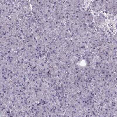 Immunohistochemistry-Paraffin: PNMT Antibody [NBP2-33392] - Staining of human pancreas shows no positivity in exocrine glandular cells as expected.