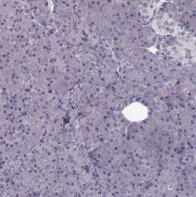 Immunohistochemistry-Paraffin: PNMT Antibody [NBP2-33602] - Staining of human pancreas shows no positivity in exocrine glandular cells as expected.