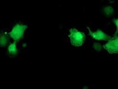 Immunocytochemistry/Immunofluorescence: PNMT Antibody (OTI1D2) - Azide and BSA Free [NBP2-73494] - Staining of COS7 cells transiently transfected by pCMV6-ENTRY PNMT.