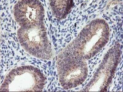 Immunohistochemistry: PNMT Antibody (OTI1D2) - Azide and BSA Free [NBP2-73494] - Staining of paraffin-embedded Human endometrium tissue using anti-PNMT mouse monoclonal antibody.