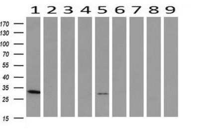 Western Blot: PNMT Antibody (OTI1D2) - Azide and BSA Free [NBP2-73494] - Analysis of extracts (10ug) from 9 Human tissue by using anti-PNMT monoclonal antibody at 1:200 (1: Testis; 2: Omentum; 3: Uterus; 4: Breast; 5: Brain; 6: Liver; 7: Ovary; 8: Thyroid gland; 9: colon).