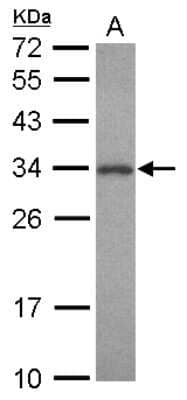 Western Blot: PNMT Antibody [NBP2-19877] - Sample (30 ug of whole cell lysate) A: HepG2 12% SDS PAGE gel, diluted at 1:1000.