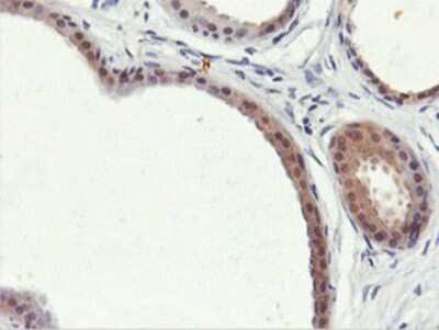 Immunohistochemistry-Paraffin: PNPO Antibody (1H9) [NBP2-01088] - Staining of paraffin-embedded Human breast tissue using anti-PNPO mouse monoclonal antibody.