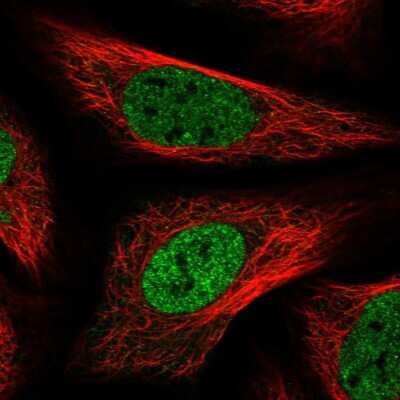 Immunocytochemistry/Immunofluorescence: PNPO Antibody [NBP1-87302] - Staining of human cell line U-2 OS shows localization to nucleoplasm. Antibody staining is shown in green.