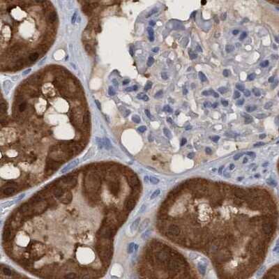 Immunohistochemistry-Paraffin: PNPO Antibody [NBP1-87303] - Staining of human kidney.