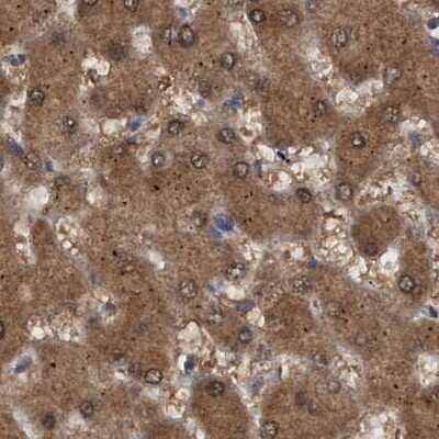 Immunohistochemistry-Paraffin: PNPO Antibody [NBP1-87303] - Staining of human liver.