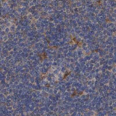 Immunohistochemistry-Paraffin: PNPO Antibody [NBP1-87303] - Staining of human lymph node.