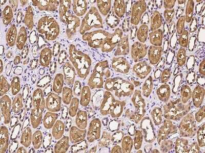 Immunohistochemistry-Paraffin: PNPO Antibody [NBP2-99599] - Immunochemical staining of human PNPO in human kidney with rabbit polyclonal antibody at 1:300 dilution, formalin-fixed paraffin embedded sections.