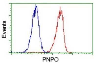 Flow Cytometry: PNPO Antibody (OTI1G9) - Azide and BSA Free [NBP2-73509] - Analysis of Jurkat cells, using PNPO antibody,(Red), compared to a nonspecific negative control antibody (Blue).
