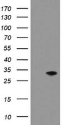 Western Blot: PNPO Antibody (OTI1G9) - Azide and BSA Free [NBP2-73509] - Analysis of HEK293T cells were transfected with the pCMV6-ENTRY control (Left lane) or pCMV6-ENTRY PNPO .
