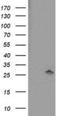 Western Blot: PNPO Antibody (OTI1H9) - Azide and BSA Free [NBP2-73508] - HEK293T cells were transfected with the pCMV6-ENTRY control (Left lane) or pCMV6-ENTRY PNPO (Right lane) cDNA for 48 hrs and lysed. Equivalent amounts of cell lysates (5 ug per lane) were separated by SDS-PAGE and immunoblotted with anti-PNPO.