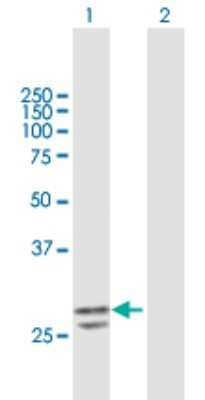 Western Blot: PNPO Antibody [H00055163-B01P] - Analysis of PNPO expression in transfected 293T cell line by PNPO polyclonal antibody.  Lane 1: PNPO transfected lysate(28.71 KDa). Lane 2: Non-transfected lysate.