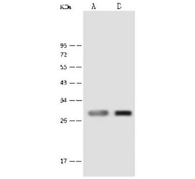 Western Blot: PNPO Antibody [NBP2-99599] - Anti-PNPO rabbit polyclonal antibody at 1:500 dilution. Lane A: HepG2 Whole Cell Lysate Lane B: 293 Whole Cell Lysate Lysates/proteins at 30 ug per lane. Secondary Goat Anti-Rabbit IgG (H+L)/HRP at 1/10000 dilution. Developed using the ECL technique. Performed under reducing conditions. Predicted band size: 30 kDa. Observed band size: 30 kDa