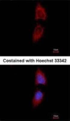 Immunocytochemistry/Immunofluorescence: PNPT1 Antibody (3H5) [NBP2-43712] - Analysis of methanol-fixed HeLa, using PNPase antibody at 1:100 dilution.