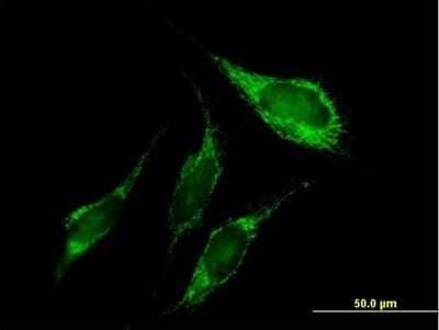 Immunocytochemistry/Immunofluorescence: PNPT1 Antibody [H00087178-B01P] - Analysis of purified antibody to PNPT1 on HeLa cell. (antibody concentration 10 ug/ml)