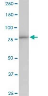 Western Blot: PNPT1 Antibody [H00087178-B01P] - Analysis of PNPT1 expression in IMR-32.