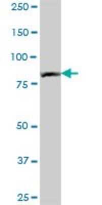 Western Blot: PNPT1 Antibody [H00087178-B01P] - Analysis of PNPT1 expression in rat brain.