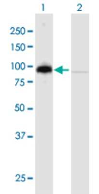 Western Blot: PNPT1 Antibody [H00087178-B01P] - Analysis of PNPT1 expression in transfected 293T cell line by PNPT1 polyclonal antibody.  Lane 1: PNPT1 transfected lysate(86.13 KDa). Lane 2: Non-transfected lysate.
