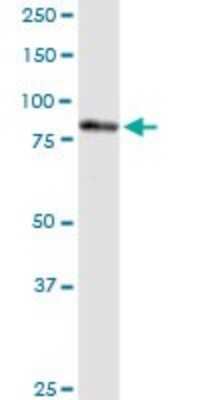 Western Blot: PNPT1 Antibody [H00087178-D01P] - Analysis of PNPT1 expression in human kidney.