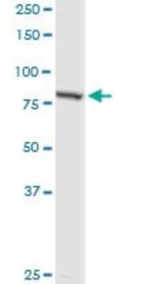 Western Blot: PNPT1 Antibody [H00087178-D01P] - Analysis of PNPT1 expression in mouse spleen.