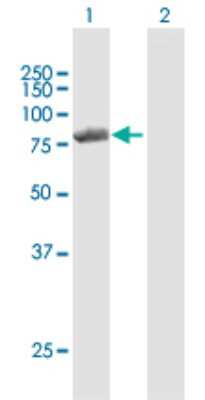 Western Blot: PNPT1 Antibody [H00087178-D01P] - Analysis of PNPT1 expression in transfected 293T cell line by PNPT1 polyclonal antibody.Lane 1: PNPT1 transfected lysate(85.90 KDa).Lane 2: Non-transfected lysate.
