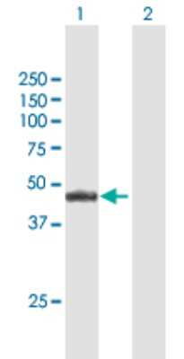 Western Blot: PNR/NR2E3 Antibody [H00010002-B01P] - Analysis of NR2E3 expression in transfected 293T cell line by NR2E3 polyclonal antibody.  Lane 1: NR2E3 transfected lysate(45.1 KDa). Lane 2: Non-transfected lysate.