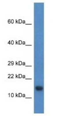 Western Blot: PNRC2 Antibody [NBP1-74252] - Rat Kidney Lysate 1ug/ml  Gel Concentration 10-20%