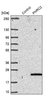 Western Blot: PNRC2 Antibody [NBP2-46721] - Analysis in control (vector only transfected HEK293T lysate) and PNRC2 over-expression lysate (Co-expressed with a C-terminal myc-DDK tag (3.1 kDa) in mammalian HEK293T cells).
