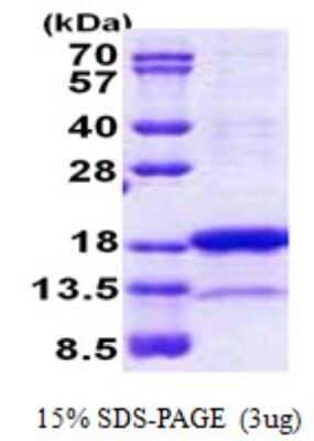 SDS-Page: PNRC2 Protein [NBP2-23367]