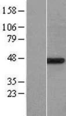 Western Blot: POFUT1 Overexpression Lysate (Adult Normal) [NBP2-07188] Left-Empty vector transfected control cell lysate (HEK293 cell lysate); Right -Over-expression Lysate for POFUT1.