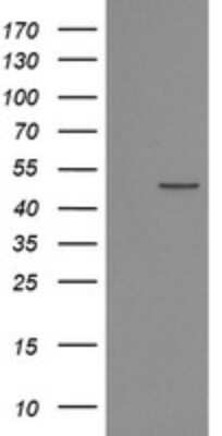 Western Blot: POFUT2 Antibody (3A12) [NBP2-45363] - Analysis of HEK293T cells were transfected with the pCMV6-ENTRY control (Left lane) or pCMV6-ENTRY POFUT2.