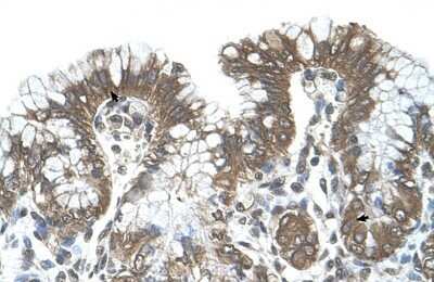 Immunohistochemistry-Paraffin: POFUT2 Antibody [NBP1-58053] - Human Stomach Tissue, Epithelial cells of funic gland (Indicated with Arrows) 4-8ug/ml.