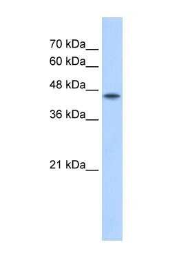 Western Blot: POFUT2 Antibody [NBP1-58053] - HepG2 cell lysate, concentration 2.5 ug/ml.