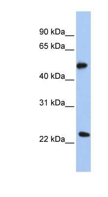 Western Blot: POFUT2 Antibody [NBP1-58054] - Transfected 293T cell lysate, concentration 0.2-1 ug/ml.