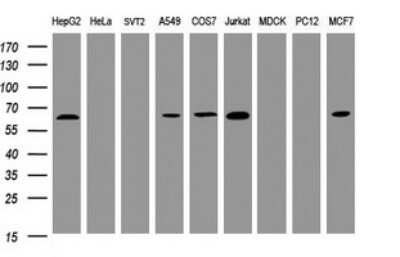 Western Blot: POGK Antibody (OTI6D5) - Azide and BSA Free [NBP2-73513] - Analysis of extracts (35ug) from 9 different cell lines by using POGK monoclonal antibody (HepG2: human; HeLa: human; SVT2: mouse; A549: human; COS7: monkey; Jurkat: human; MDCK: canine; PC12: rat; MCF7: human). Dilution: 1:2000