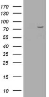 Western Blot: POGK Antibody (OTI6D5) - Azide and BSA Free [NBP2-73513] - Analysis of HEK293T cells were transfected with the pCMV6-ENTRY control (Left lane) or pCMV6-ENTRY POGK .