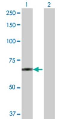 Western Blot: POGK Antibody [H00057645-D01P] - Analysis of POGK expression in transfected 293T cell line by POGK polyclonal antibody.Lane 1: POGK transfected lysate(69.40 KDa).Lane 2: Non-transfected lysate.